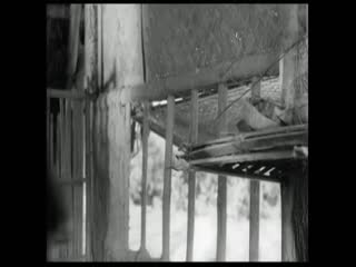 Con Chim Vành Khuyên Full