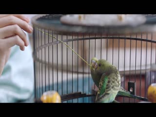 Tào Huyên Huyên Tài Ba Tập Tập 12