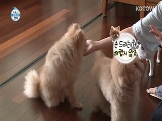 Phim Tôi Sống Một Mình Tập 306